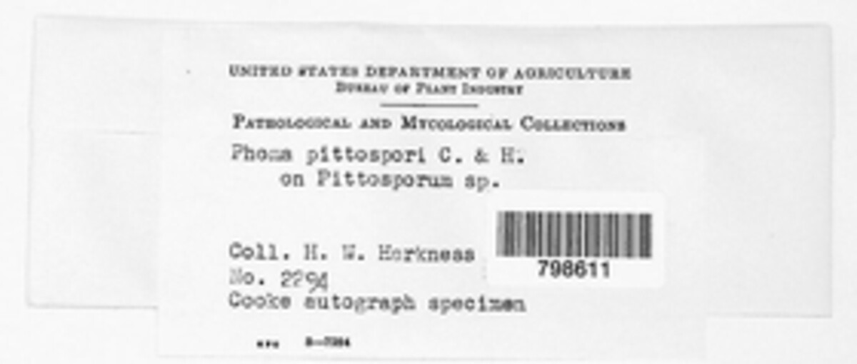 Phomopsis pittospori image